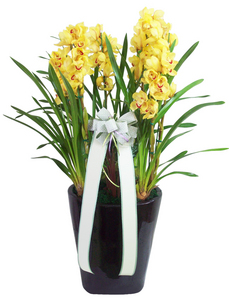 new����ɺ���967