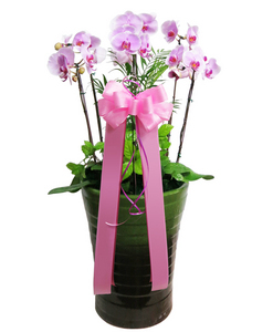 newȣ����n2_06